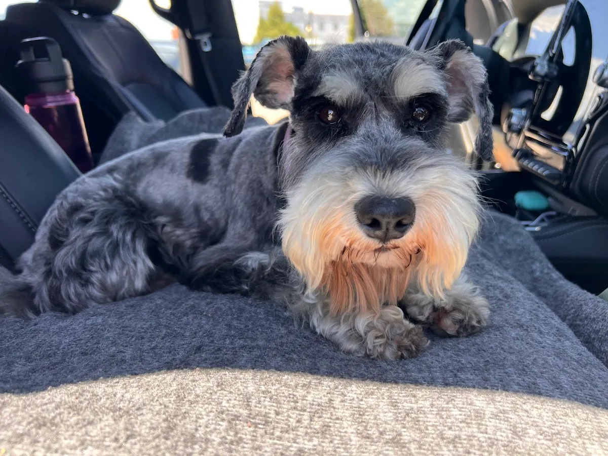 FURever Friends Pet Bathing and Grooming in Cheyenne