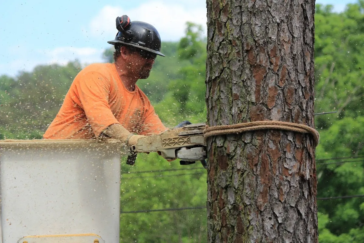 Evans Tree Service, Inc. in Birmingham