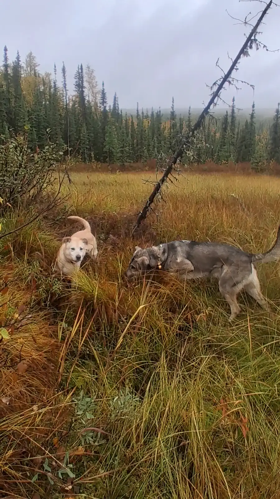 Explorers in Fairbanks