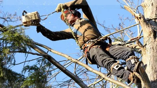 Capital City Tree Service in Little Rock