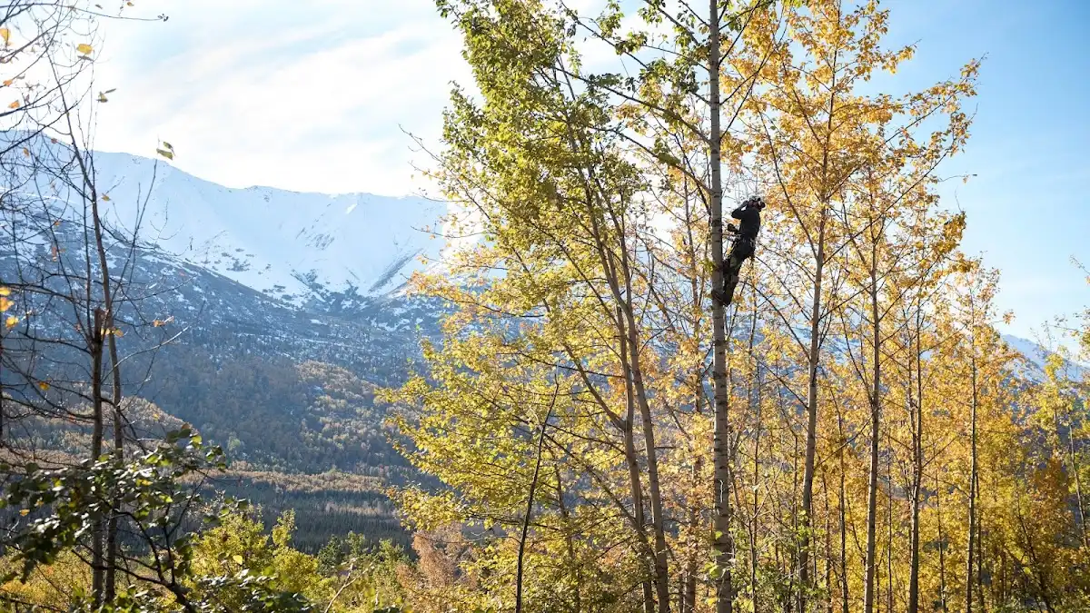 Boreal Tree Care in Anchorage