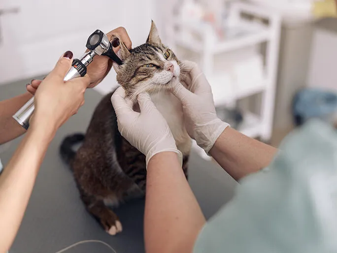 Banfield Pet Hospital in Huntsville