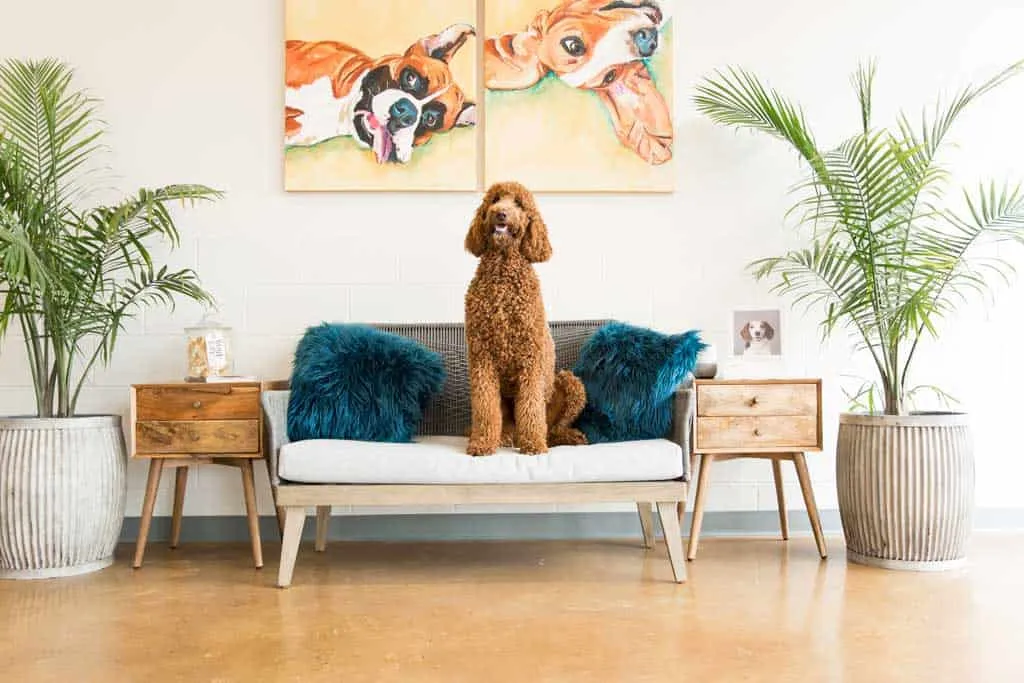 Hounds Lounge Pet Resort and Spa - West Little Rock in Little Rock