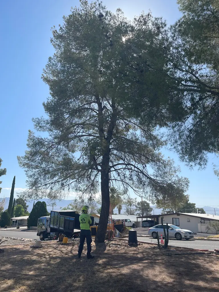 R.O. Landscape & Tree Service LLC in Tucson