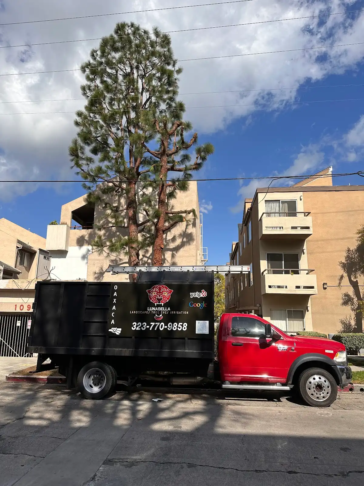 LunaBella Tree Svc & Landscape LLC in Los Angeles