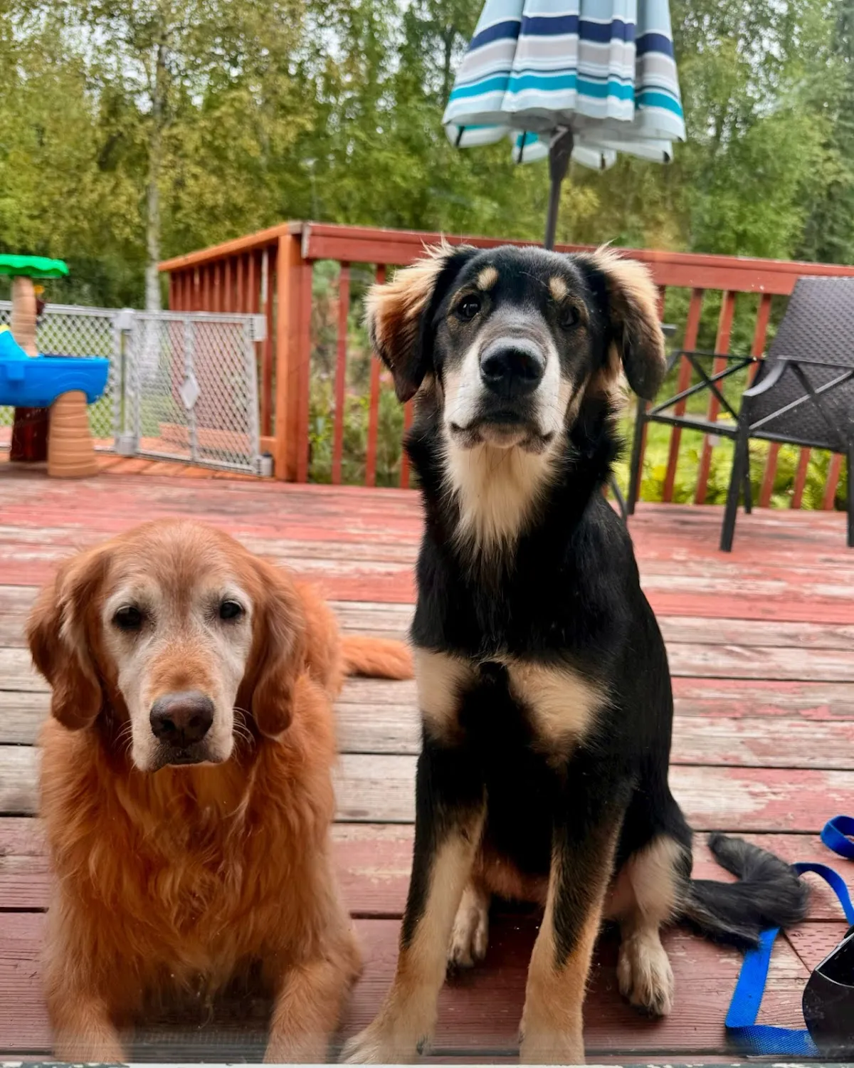 Holy Dog Inc. Exceptional Pet Care in Fairbanks