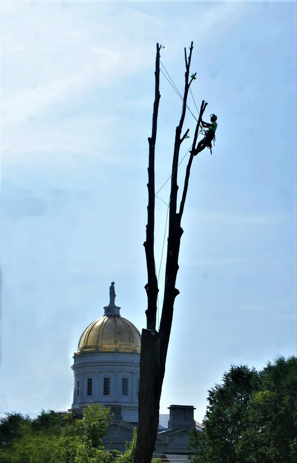 Alexander Tree Service in Burlington