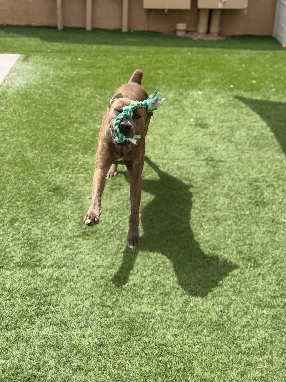 Sabino Canyon Pet Resort in Tucson