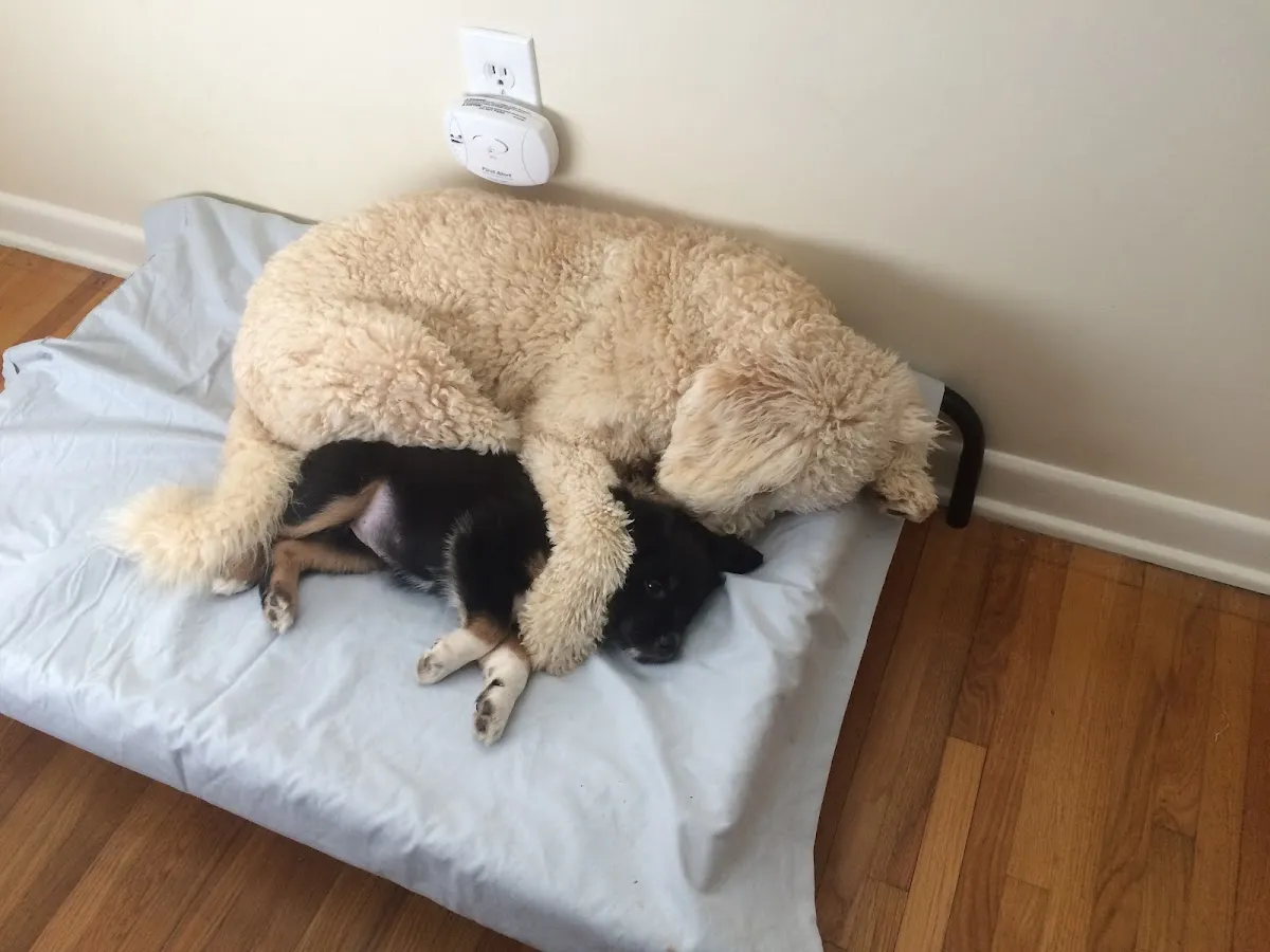 Midtown Dog Walking and Pet Sitting in Little Rock
