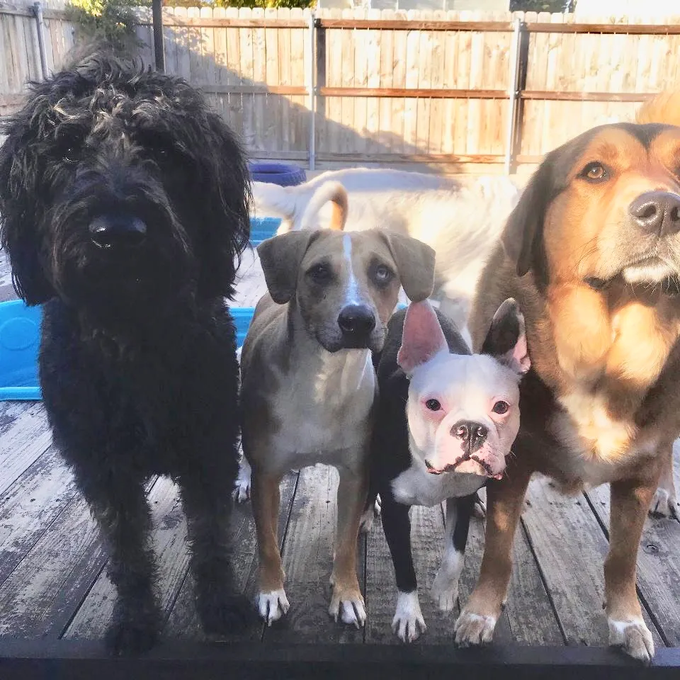 Wags And Whiskers in Little Rock