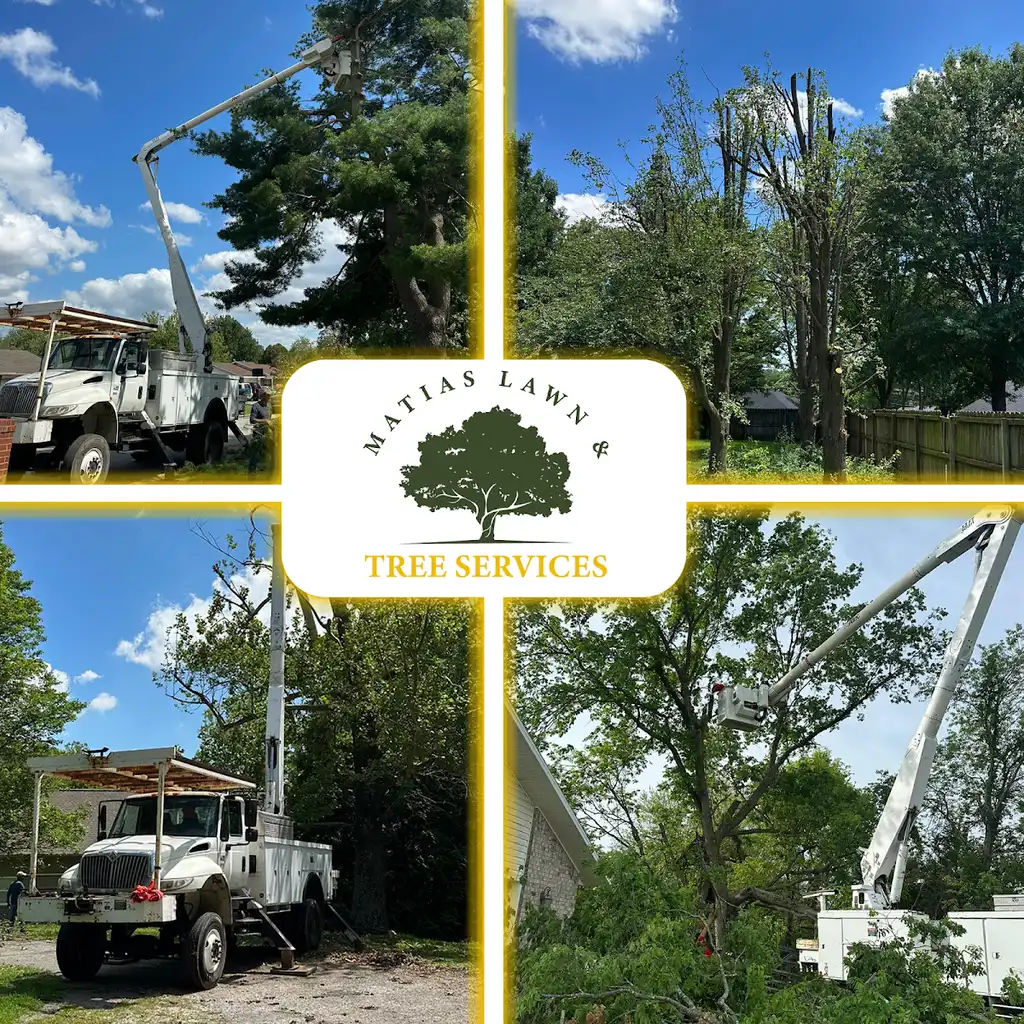 Matias Lawn and Tree Services in Fayetteville