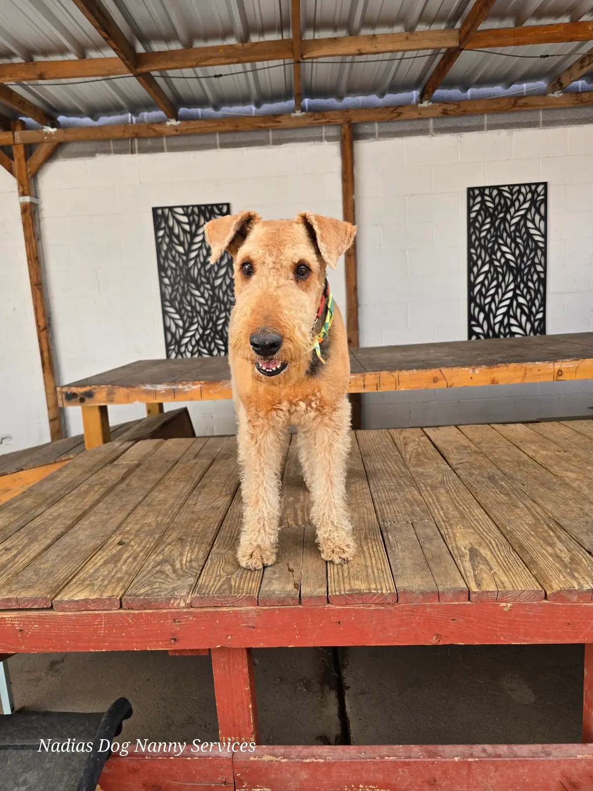Nadia's Dog Nanny Services LLC in Phoenix