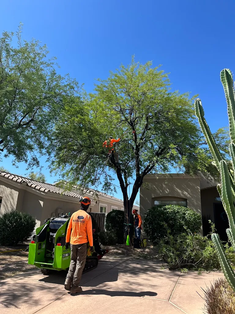 SavATree - Tree Service & Lawn Care in Phoenix