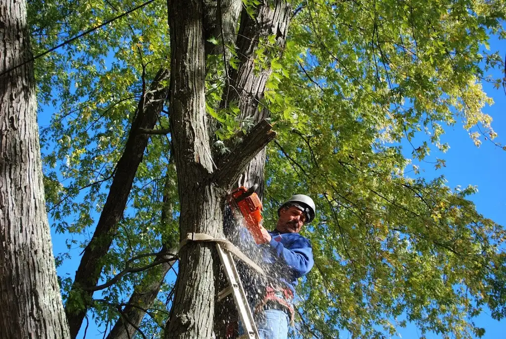Green Mountaineers tree service in Burlington