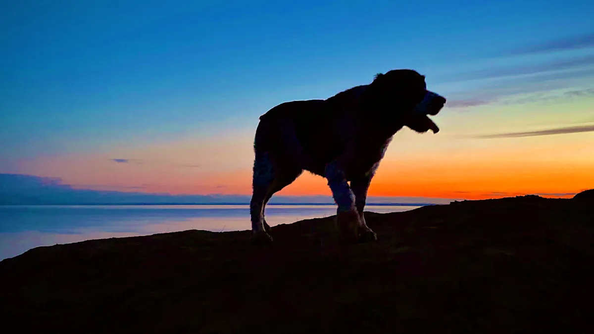 The Dog Mama in Anchorage